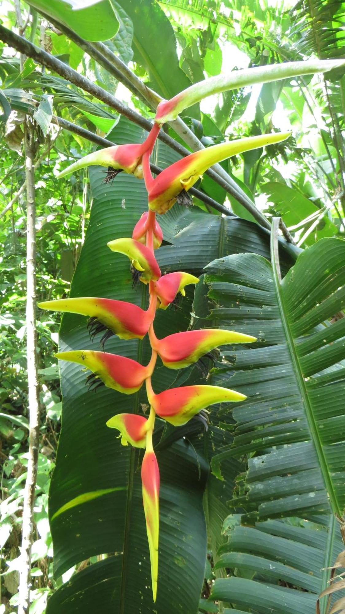 El Tucan Jungle Lodge Puerto Viejo de Talamanca Exteriér fotografie